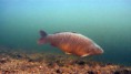 /album/photogallery/carp-uw-cr-jpg/